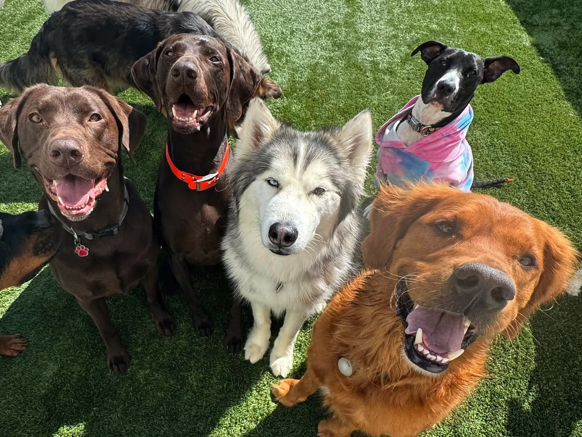 group of dogs looking at camera