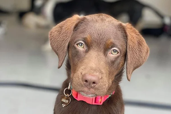 brown lab puppy