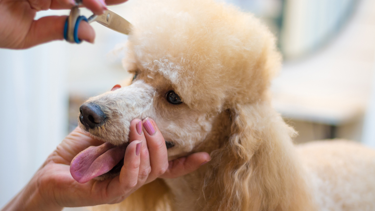 poodle getting groomed with scissors