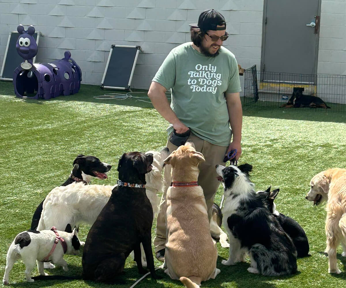 Dogs playing at Happy Dog daycare facility
