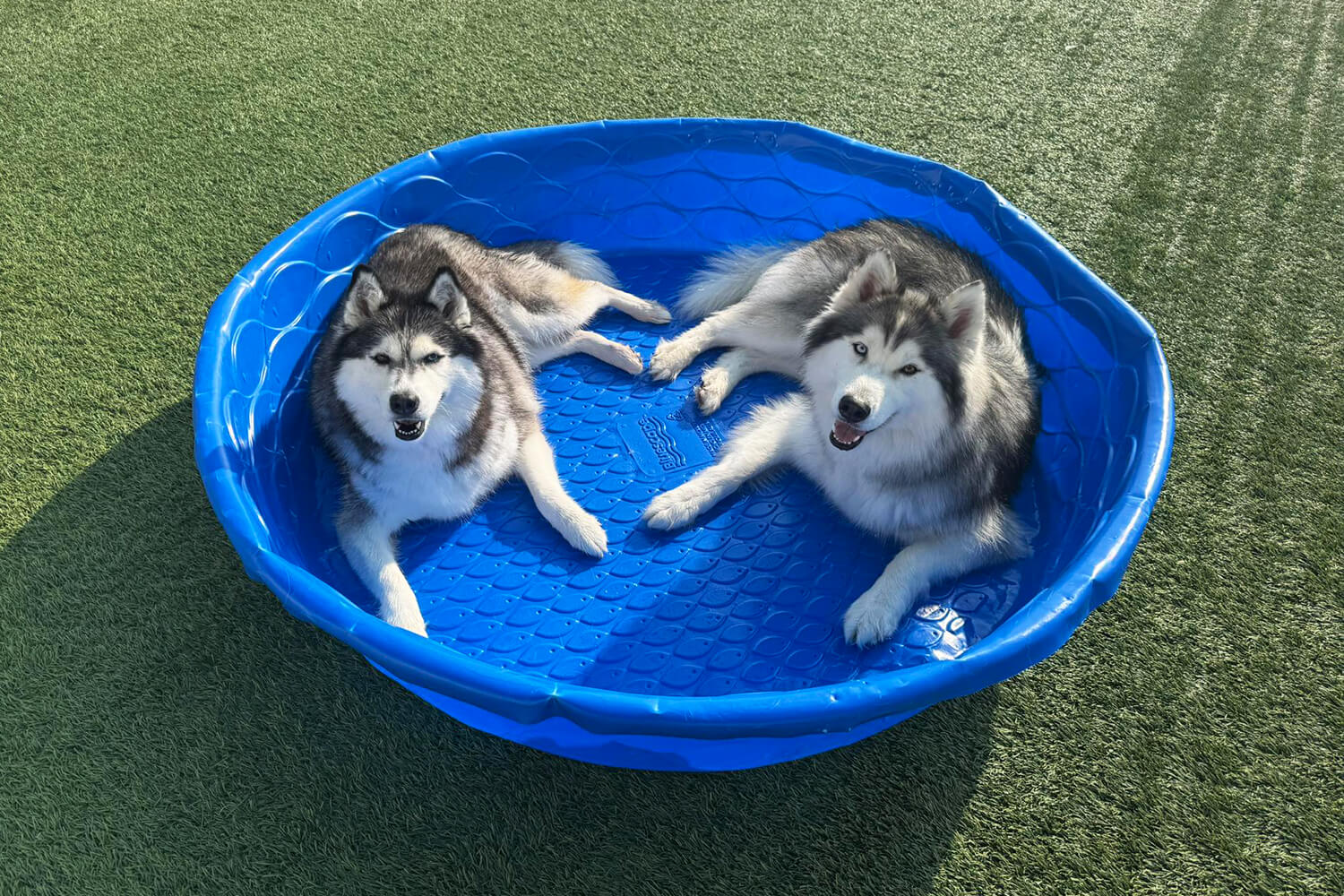 two huskies laying in play pool