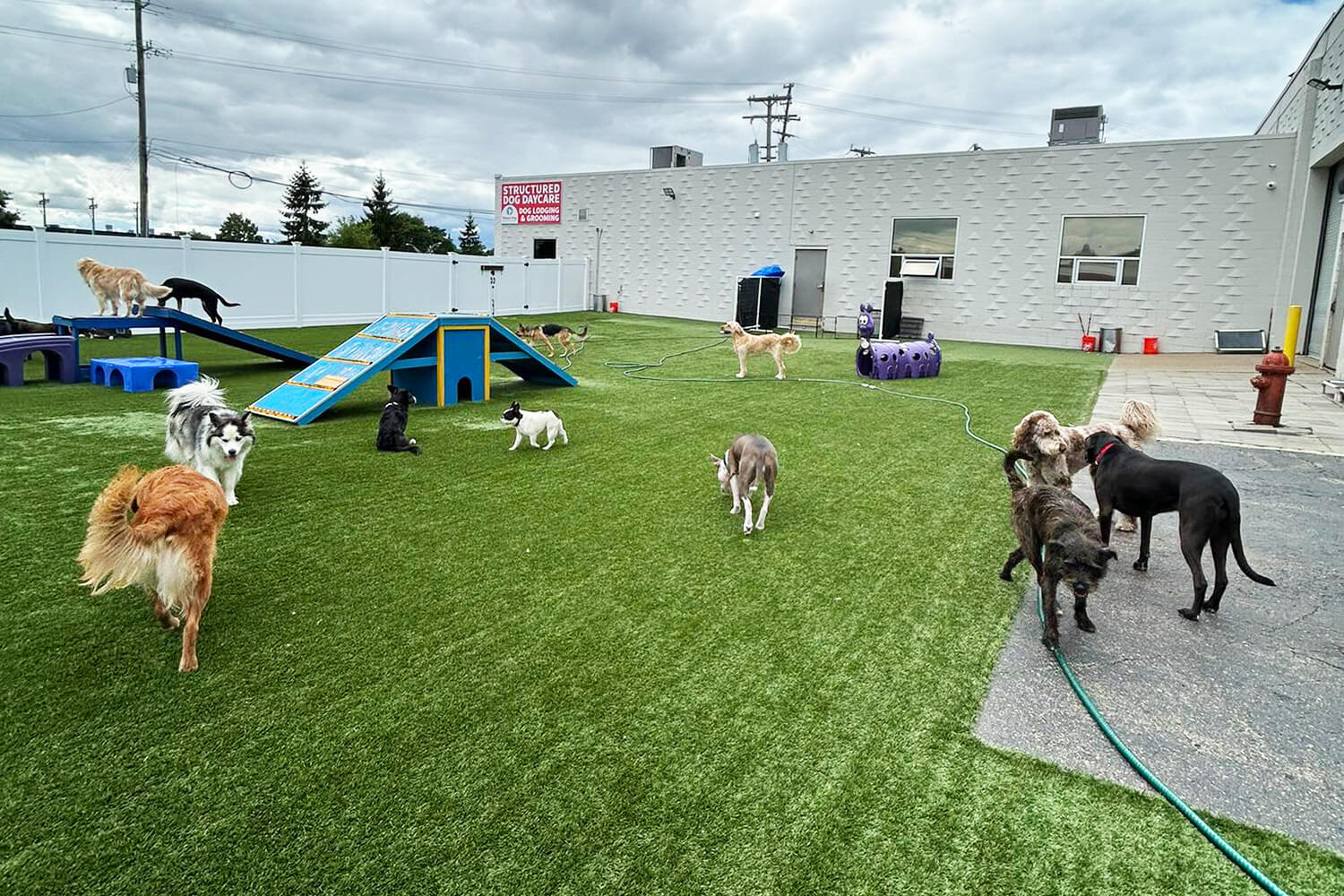 outdoor play yard with dogs playing