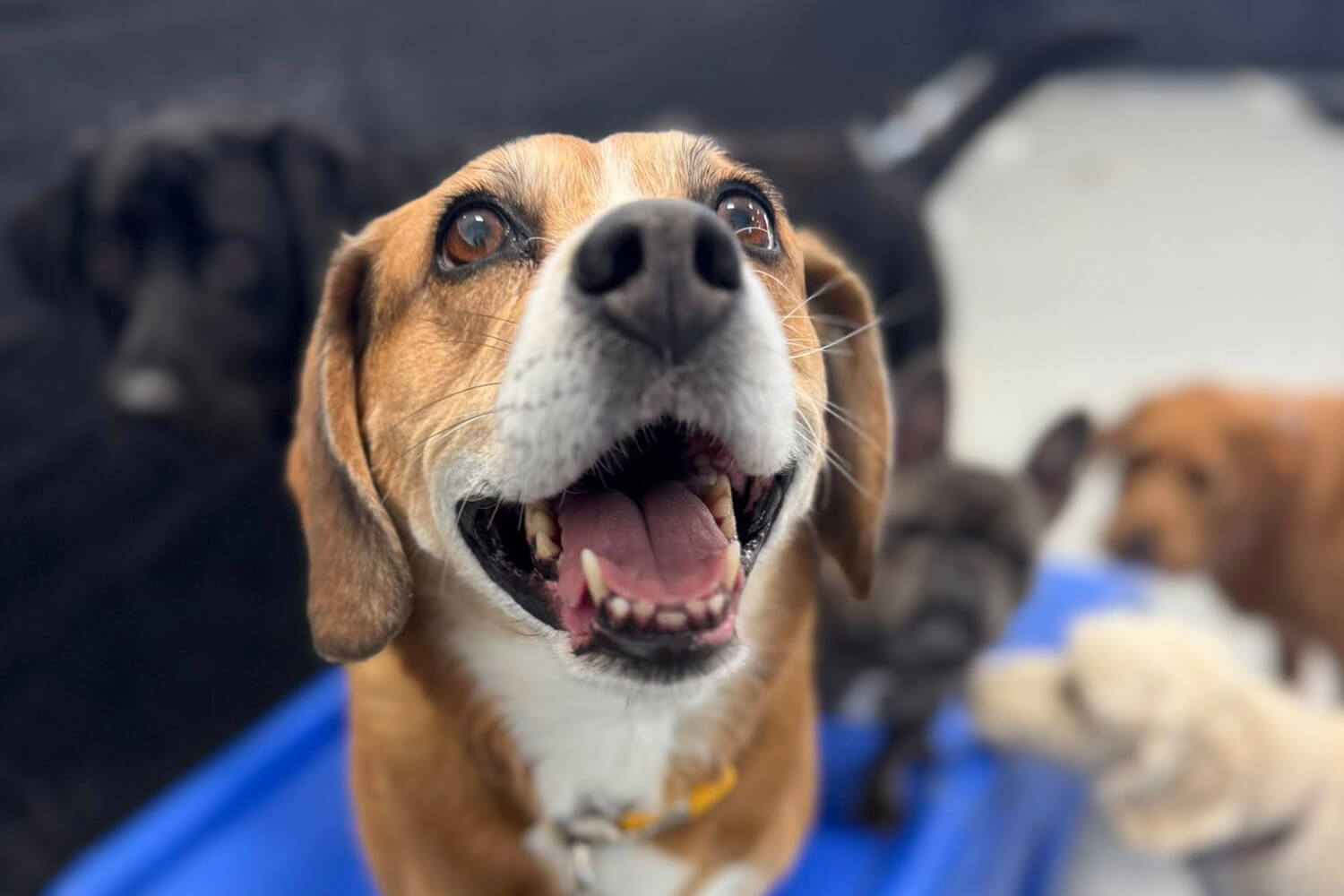 beagle looking at camera