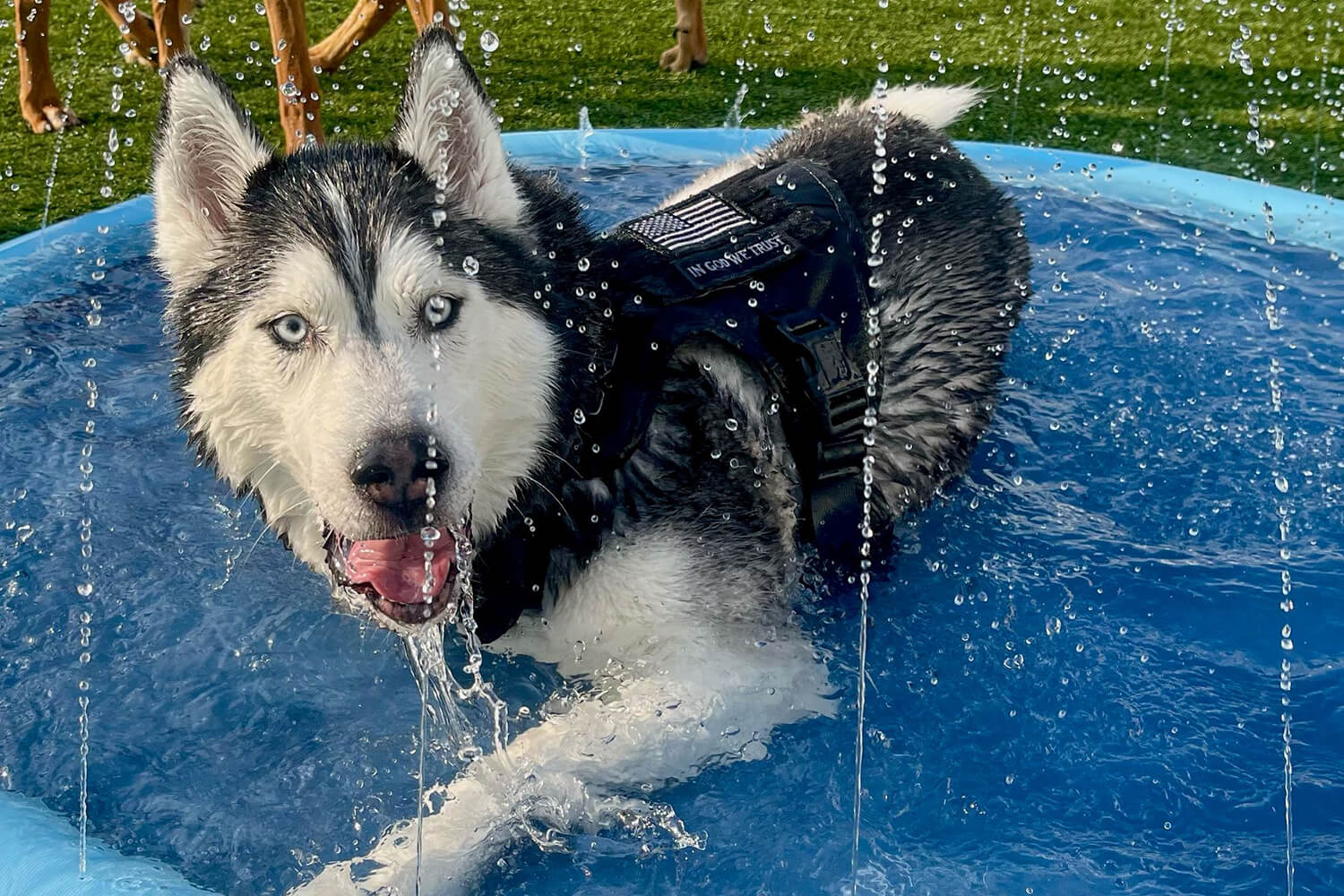 husky in play pool