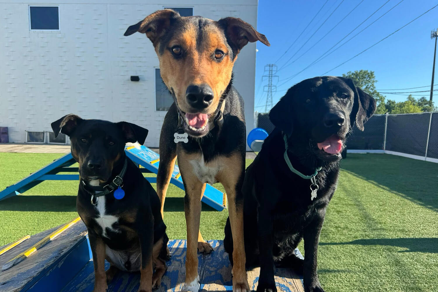Dog daycare near Troy MI