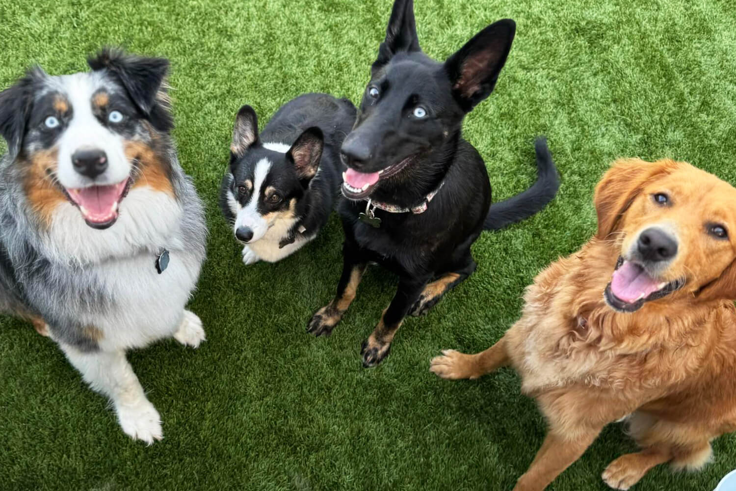 Dogs playing together at daycare near Troy MI