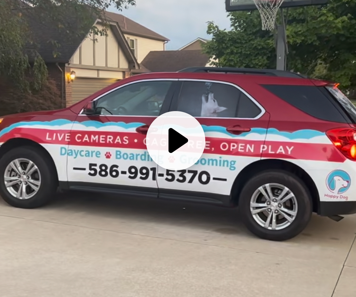 dog taxi video preview thumbnail